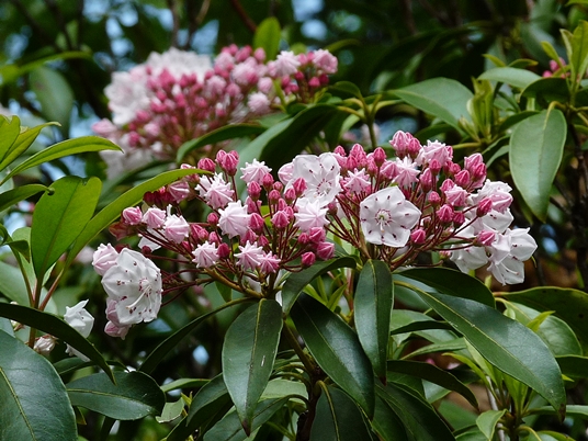 {Kalmia latifolia}